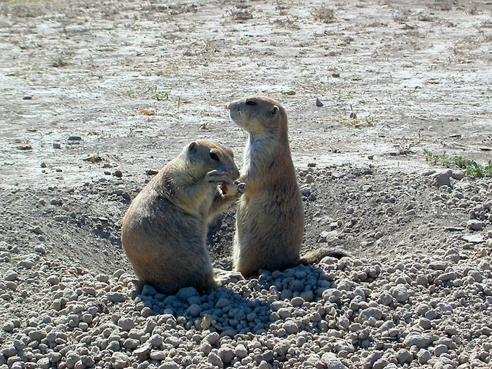 2006 Yellowstone Roadtrip